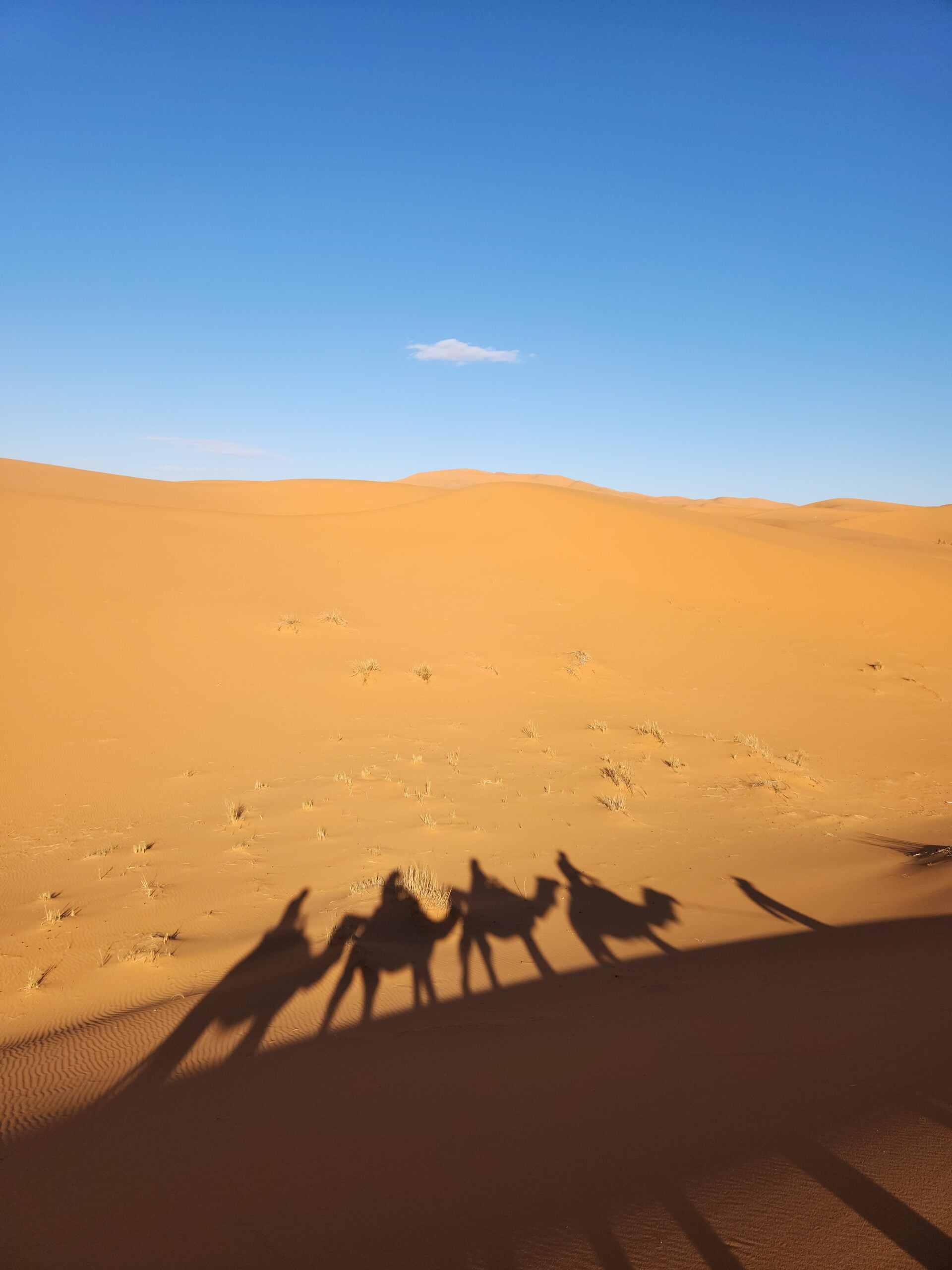 Aerial view from a dune in the Sahara Desert showing the elongated shadows of a caravan of camels and their riders against the desert landscape.